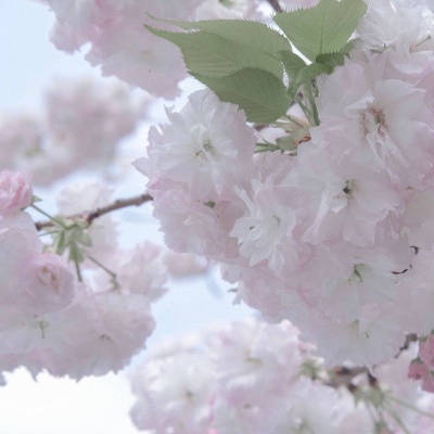 青河FurryQQ群介绍